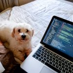a dog lays on a bed next to a laptop