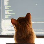a cat sitting in front of a computer monitor